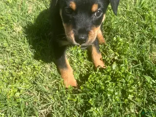 Rottweiler dogs for sale: Rottweiler Puppy 5 - Ad 1