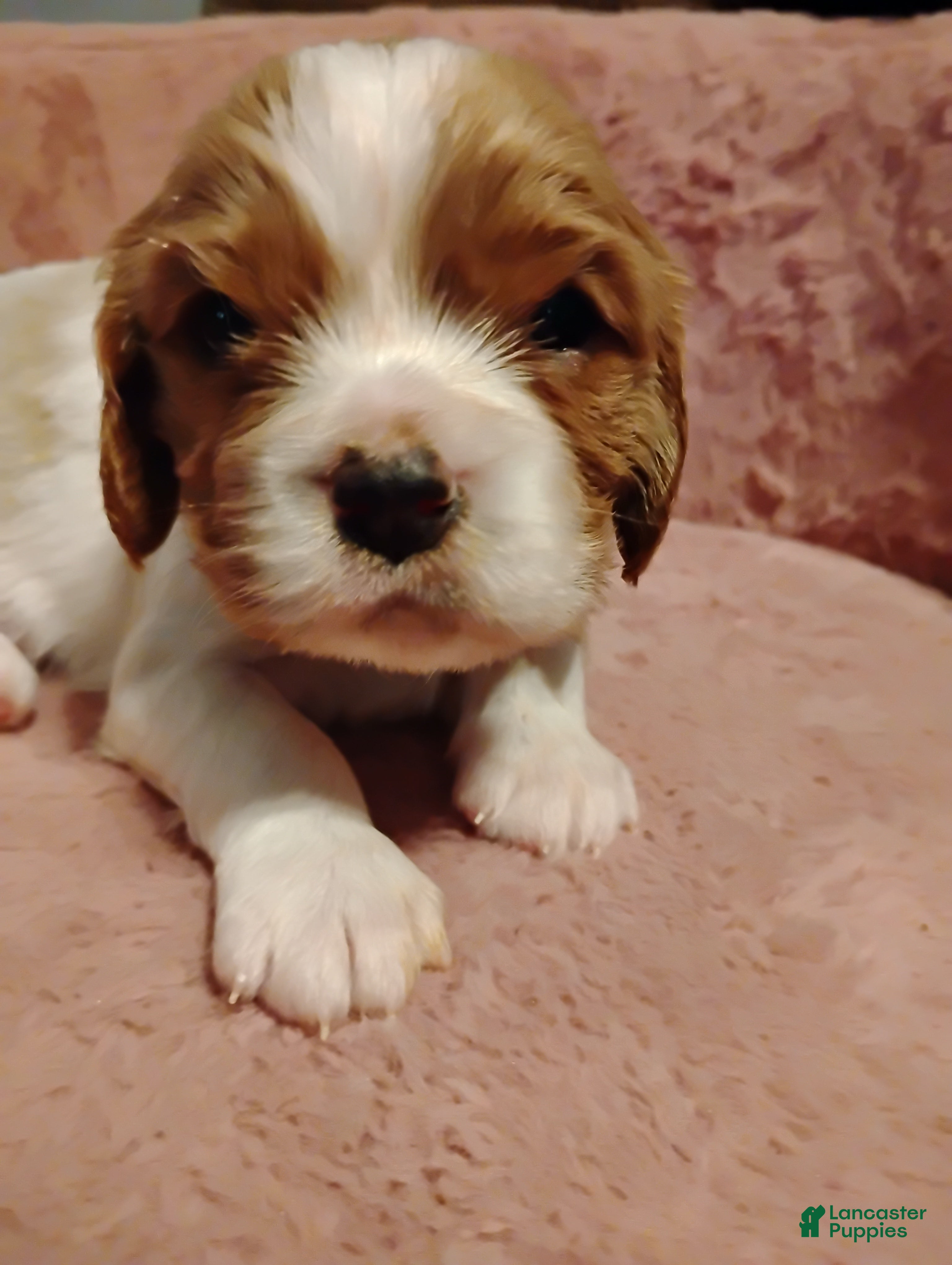 Cavalier King Charles Spaniel dogs Dexter - Ad 7