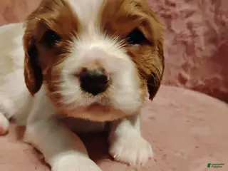 Cavalier King Charles Spaniel dogs Dexter - Ad 28