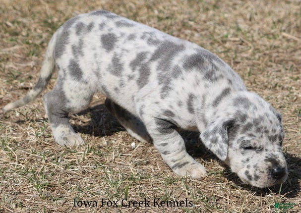 Great Dane dogs Heidi - Ad 2