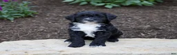 Mixed Breed dogs for sale: Onyx - Ad 4