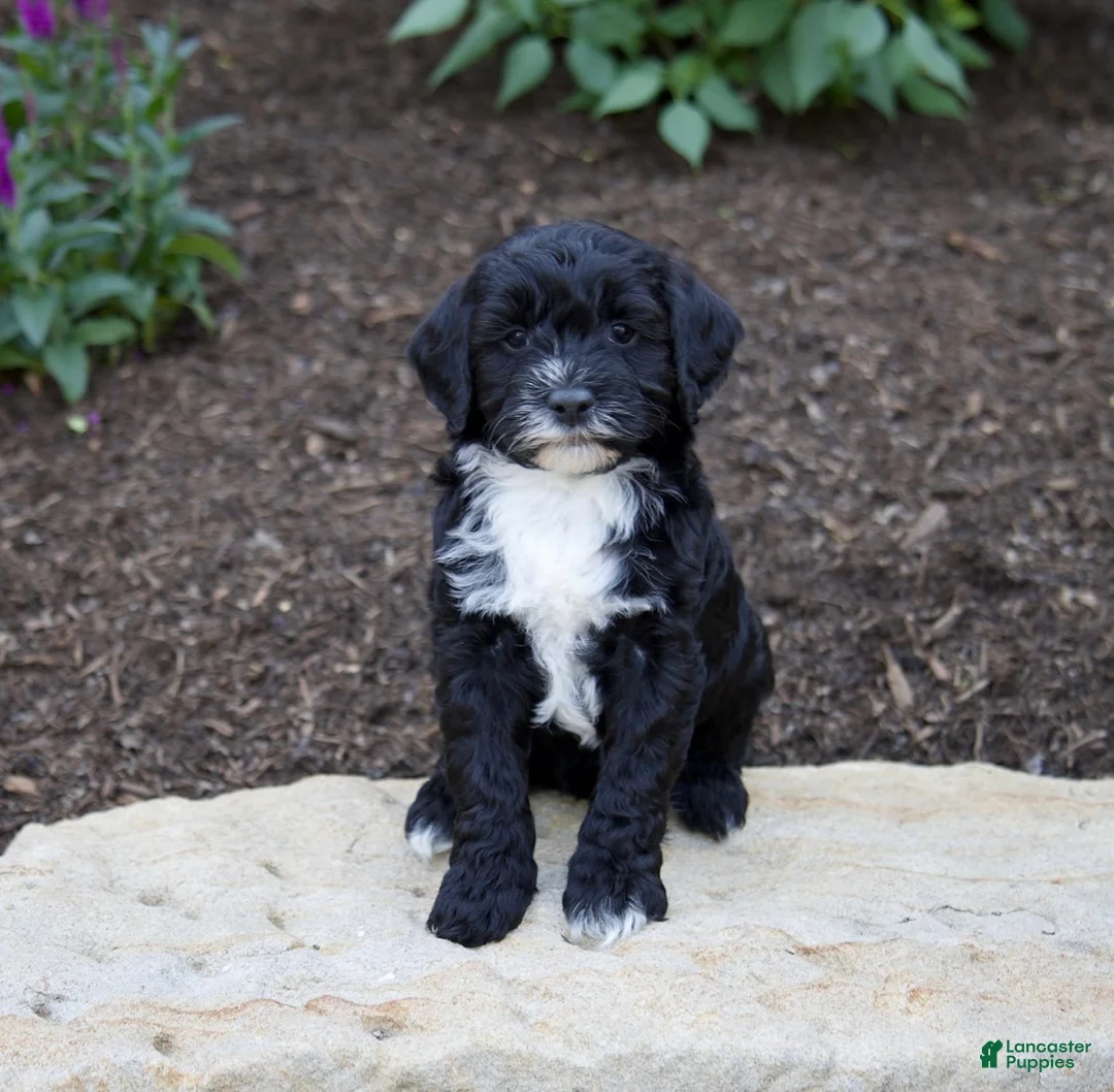 Mixed Breed dogs for sale: Onyx - Ad 4