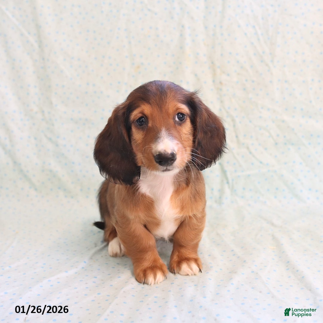 Miniature Dachshund dogs for sale: Judy - Ad 3