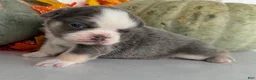 French Bulldog dogs for sale: Maggie Female AKC Fluffy French Bulldog - Ad 7