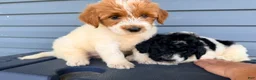 Mini Goldendoodle dogs for sale: Mini Goldendoodle 5 - Ad 7