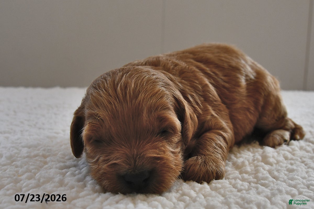 Mini Goldendoodle dogs for sale: Cooper - Ad 4