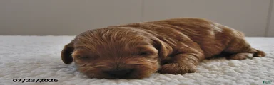 Cooper