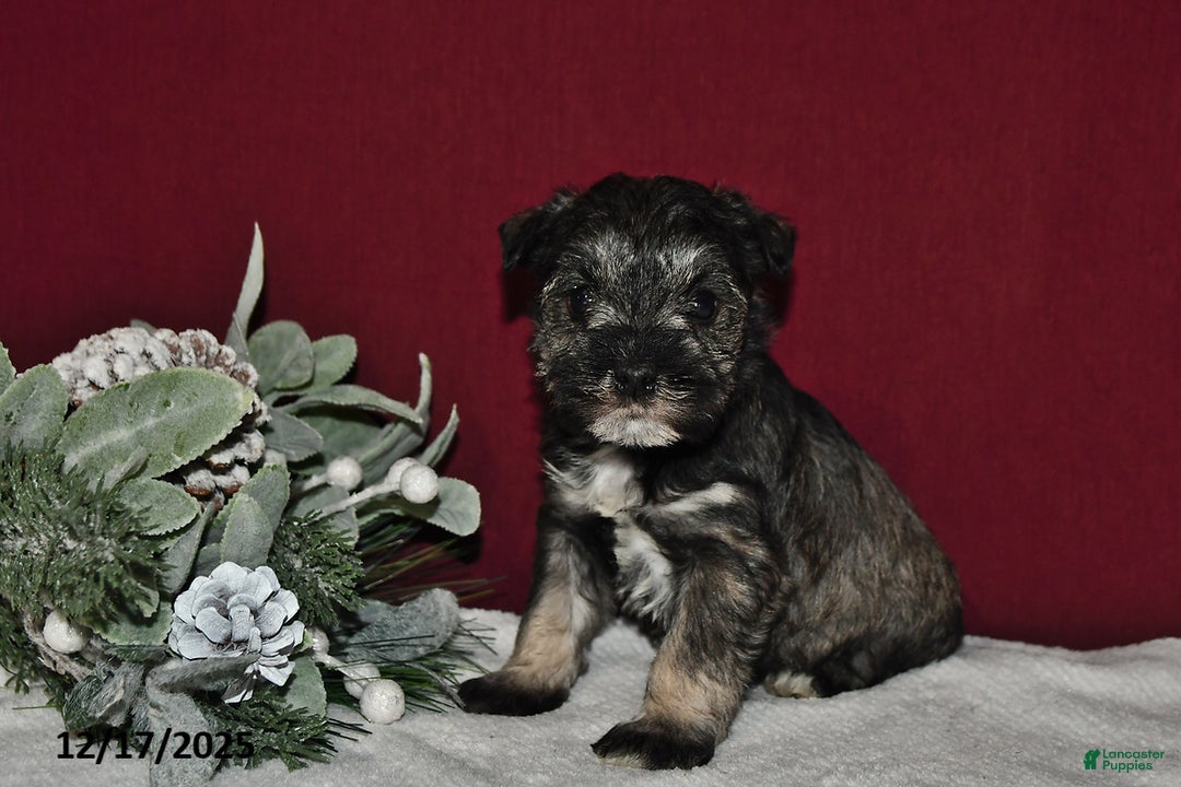Miniature Schnauzer dogs for sale: Duke - Ad 3