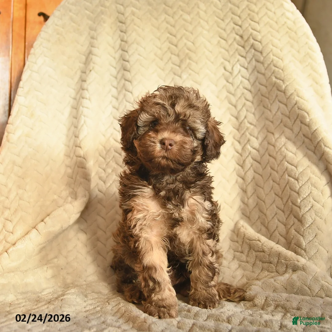 Havapoo dogs for sale: Mocha  - Ad 2
