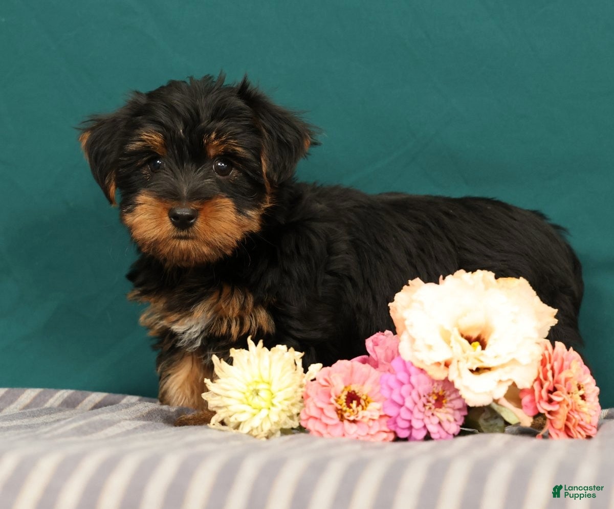 Yorkshire Terrier dogs Robin - Ad 2