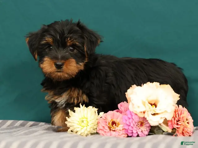 Yorkshire Terrier dogs for sale: Robin - Ad 2