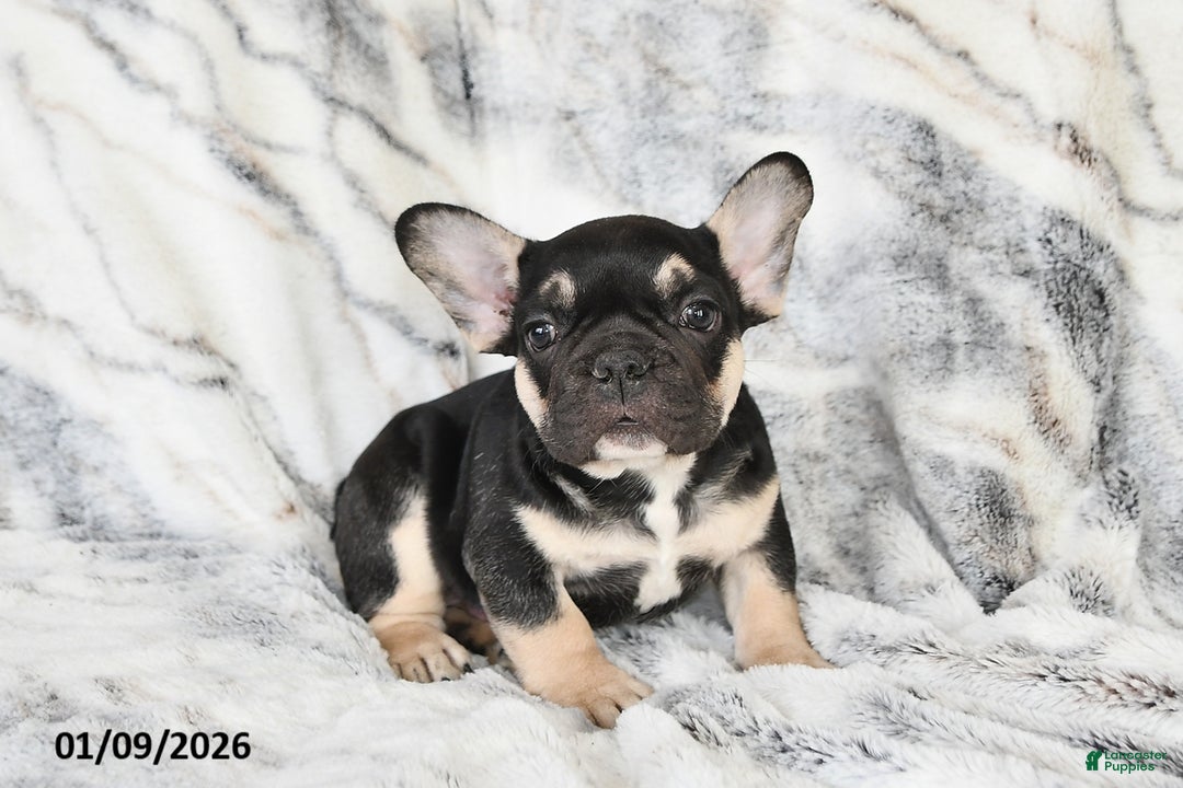 French Bulldog dogs for sale: Mike - Ad 2