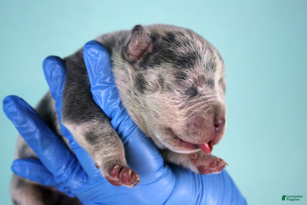 American Bully dogs for sale: Blue Merle Female - Ad 2