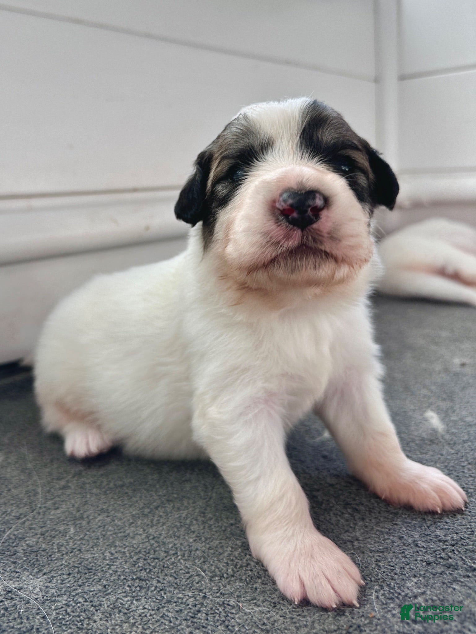 Great Pyrenees dogs Mace - Ad 1