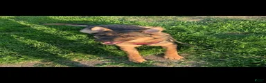 German Shepherd 1