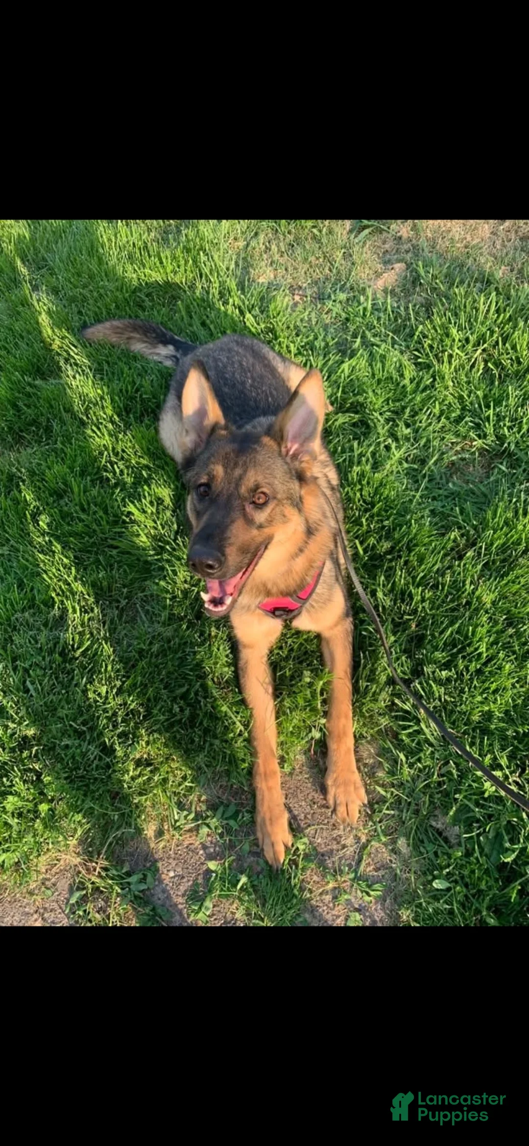 German Shepherd dogs for sale: German Shepherd 1 - Ad 1