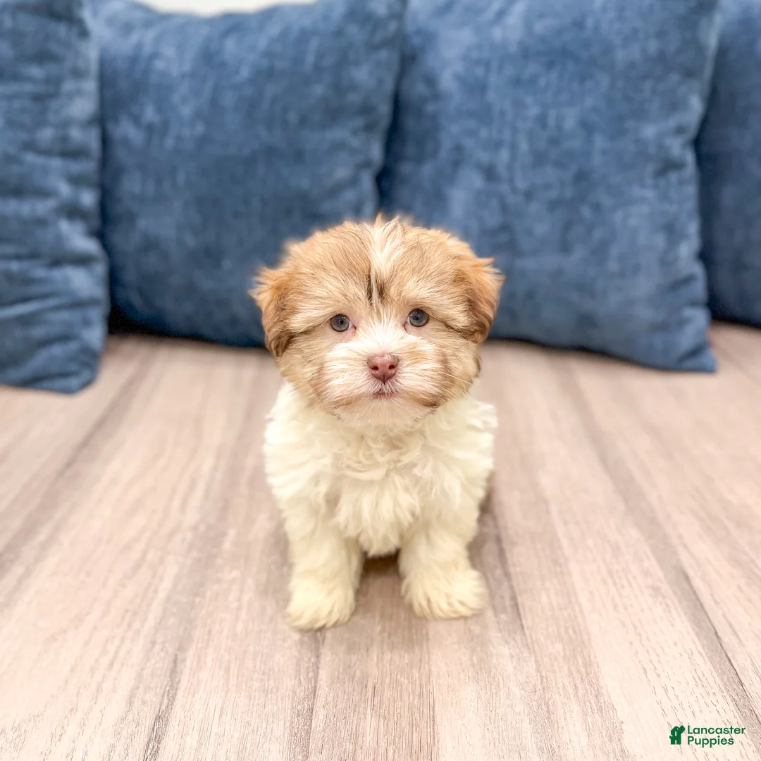 Havanese dogs for sale: Molly - Ad 3