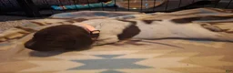 German Shorthaired Pointer dogs for sale: German Shorthaired Pointer Willow - Ad 10