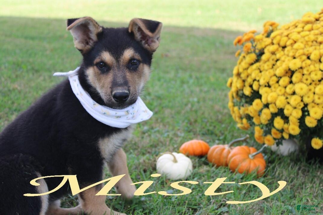 German Shepherd dogs for sale: German Shepherd Puppy 2 Misty - Ad 3
