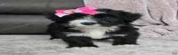 Mini Bernedoodle dogs for sale: Mini Wanda - Ad 10
