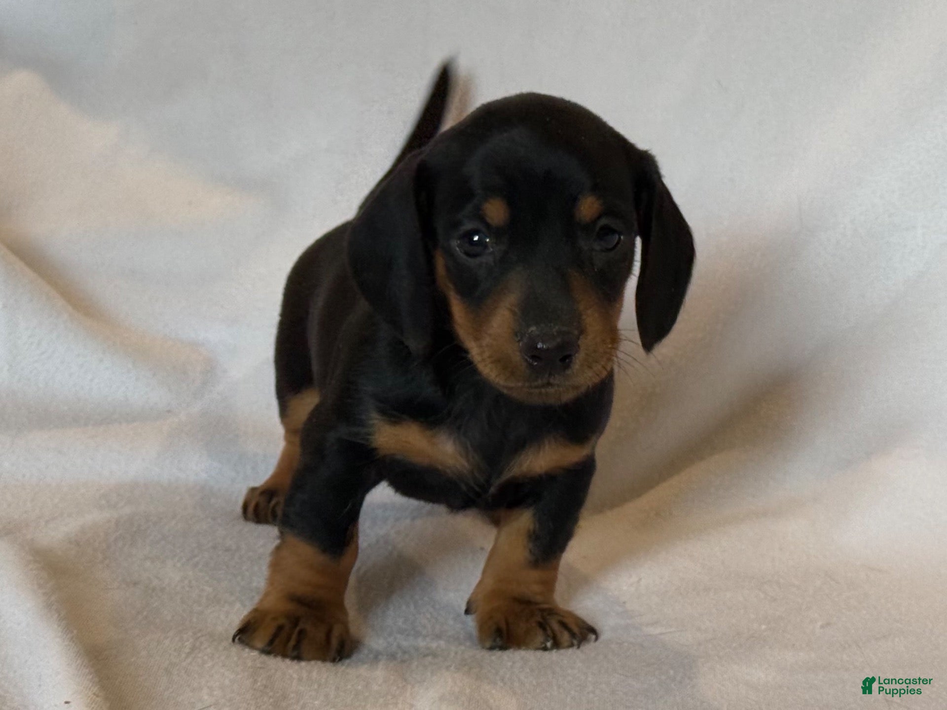 Miniature Dachshund dogs Prince - Ad 2
