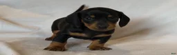 Miniature Dachshund dogs for sale: Prince - Ad 2