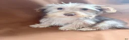 Morkie dogs for sale: Gucci  - Ad 3