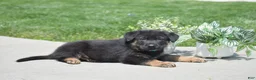 German Shepherd dogs for sale: Hunter - Ad 4