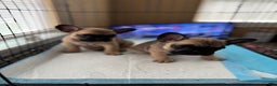 French Bulldog dogs for sale: French Bulldog Puppy 2 - Ad 3