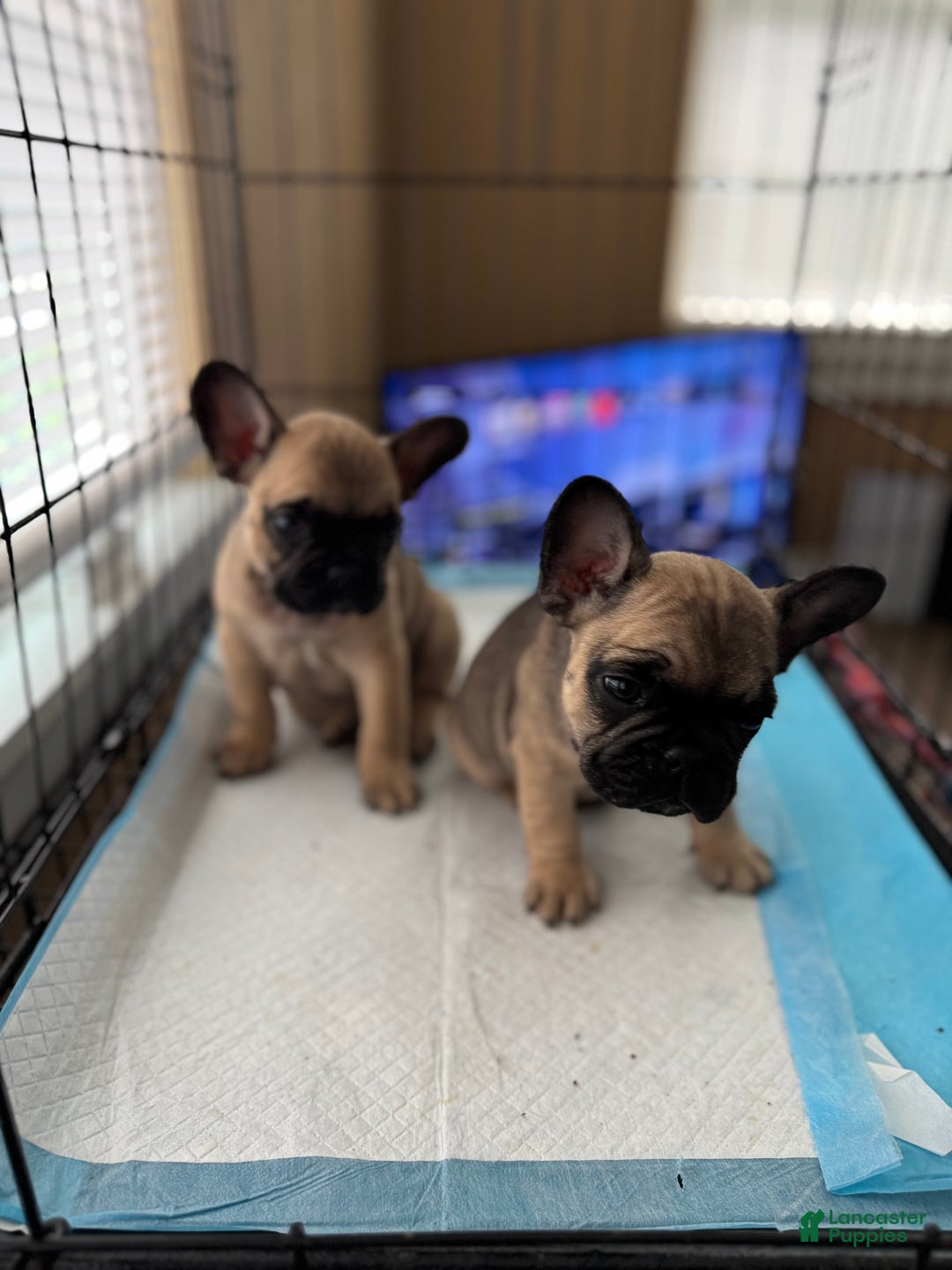 French Bulldog dogs for sale: French Bulldog Puppy 2 - Ad 3