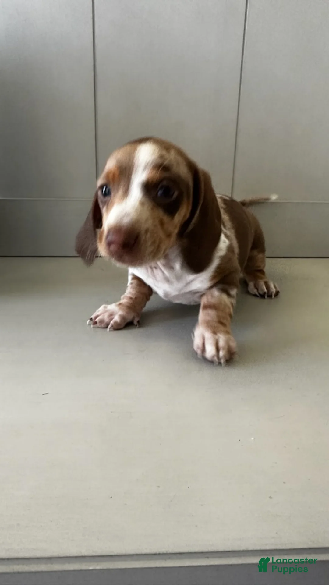 Miniature Dachshund dogs for sale: Toy Dachshund Male 2 - Ad 5