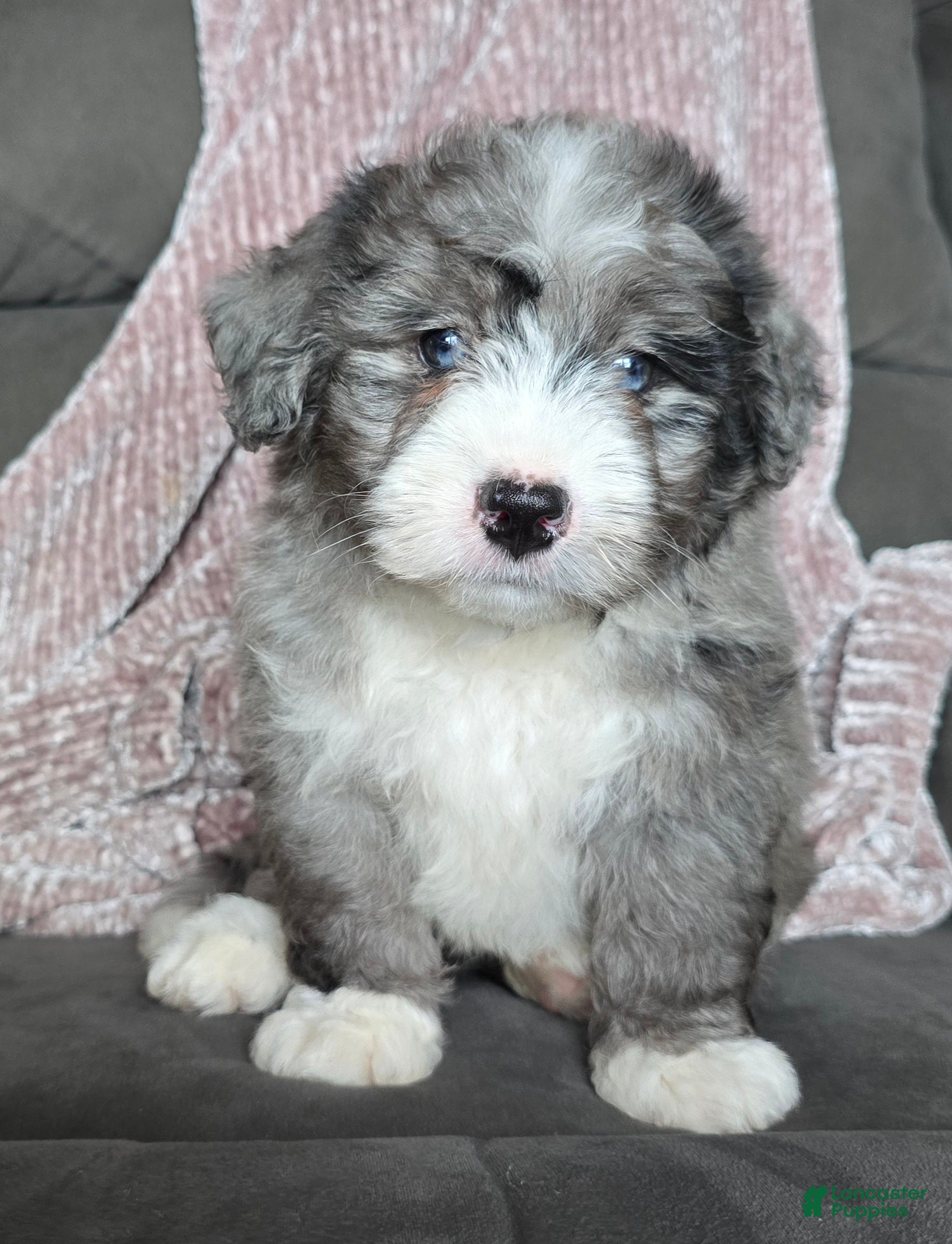 Mini Bernedoodle dogs Mini Wally - Ad 24