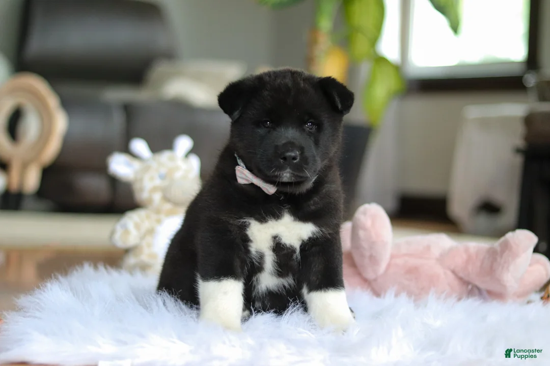 Akita dogs for sale: Champ - Ad 2