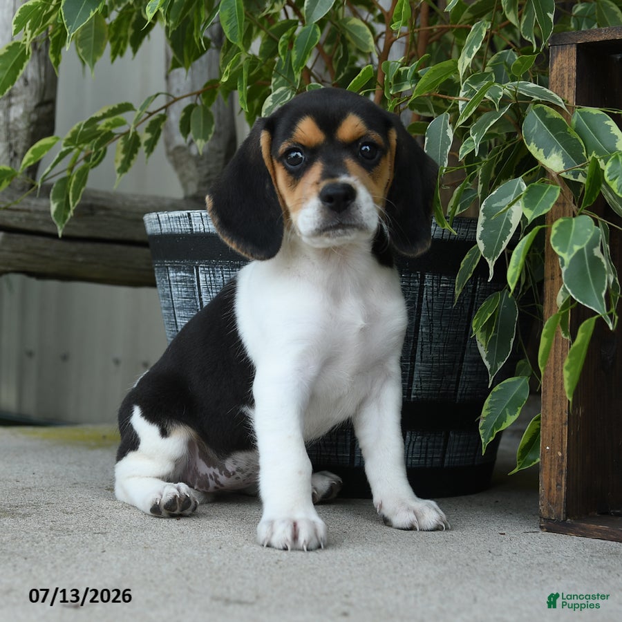 Beagle dogs Koda - Ad 1