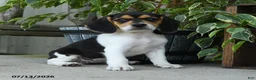 Beagle dogs for sale: Koda - Ad 1