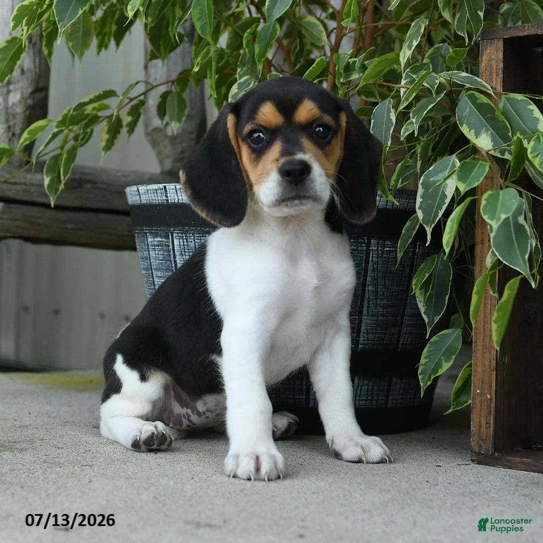 Beagle dogs for sale: Koda - Ad 1