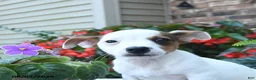 Jack Russell Terrier dogs for sale: Charlie - Ad 3