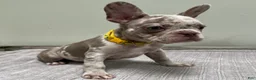 French Bulldog dogs for sale: Finley - Ad 6