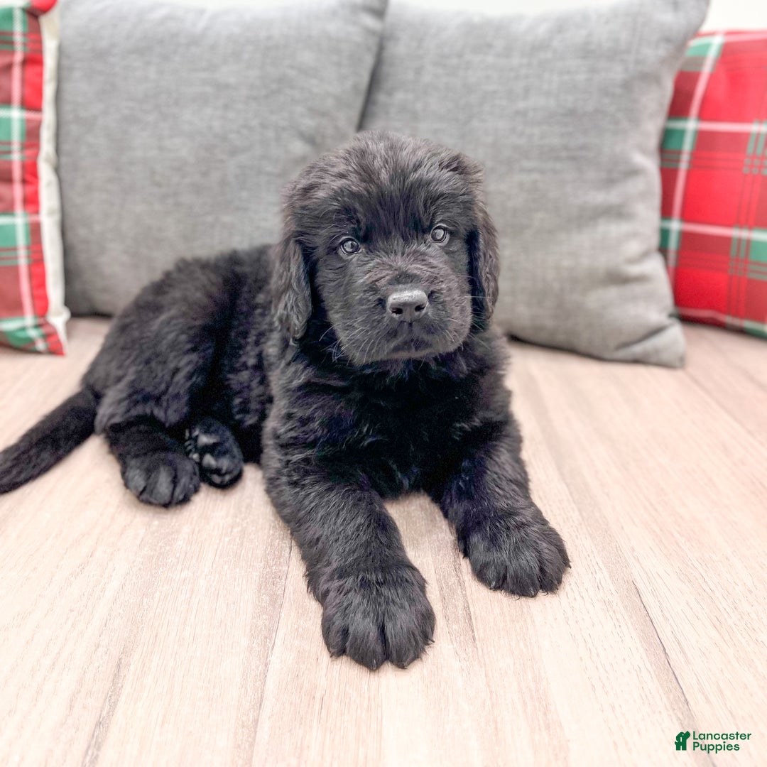 Newfoundland dogs for sale: Dexter - Ad 3