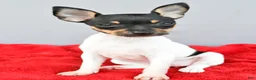 Toy Fox Terrier dogs for sale: Biscuit - Ad 3