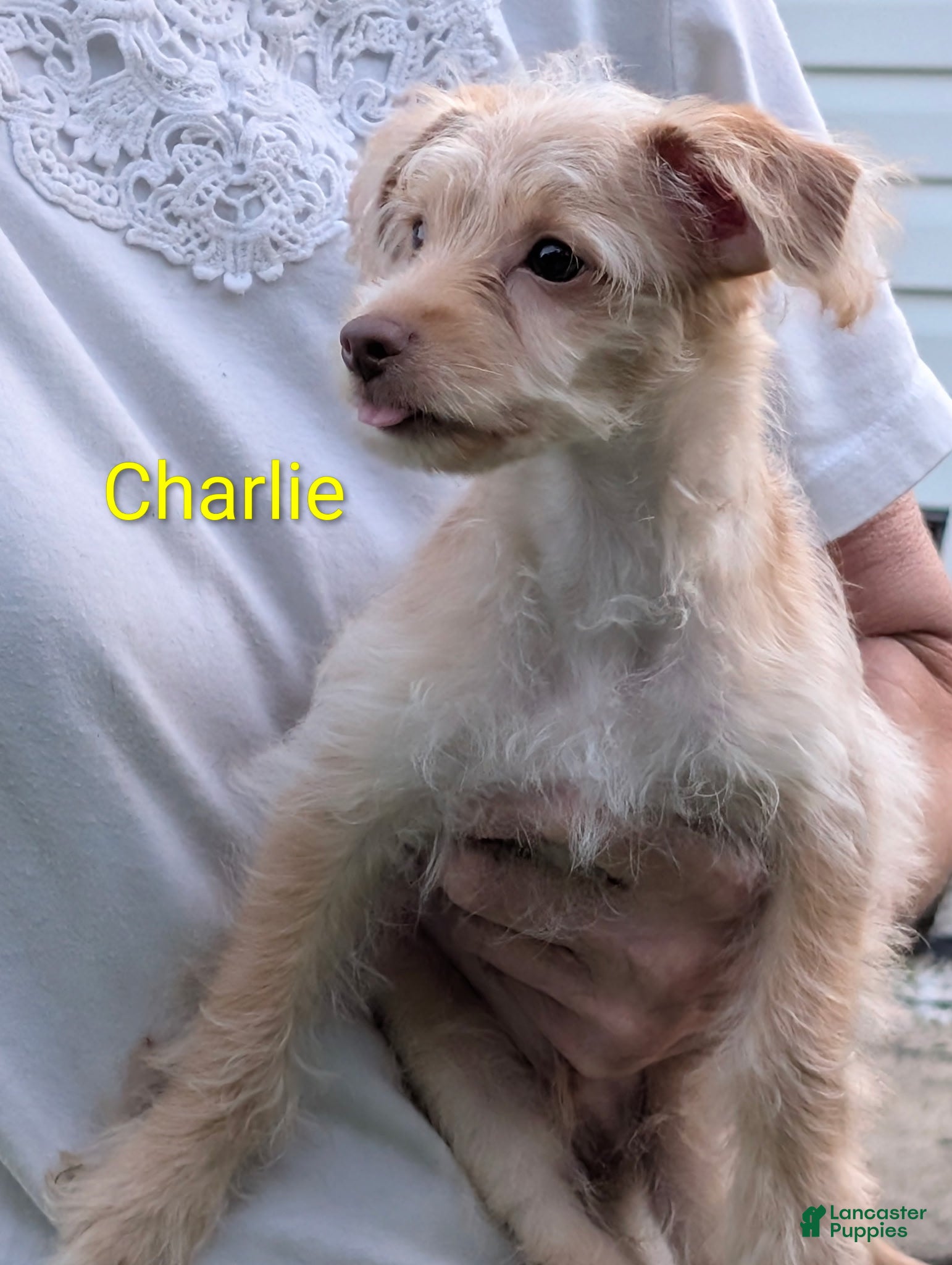 Yorkiepoo dogs Yorkiepoo 1 - Ad 13
