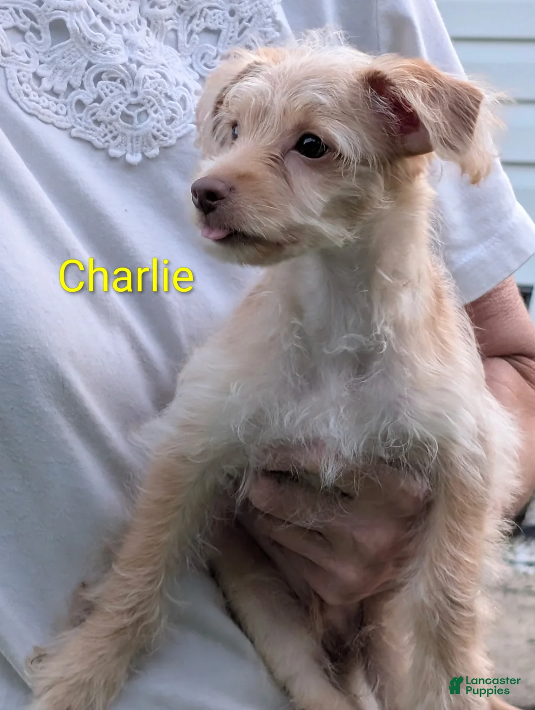 Yorkiepoo dogs for sale: Yorkiepoo 1 - Ad 1