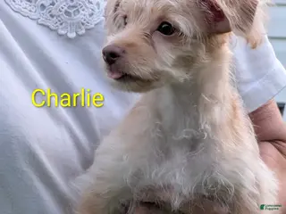 Yorkiepoo dogs Yorkiepoo 1 - Ad 13