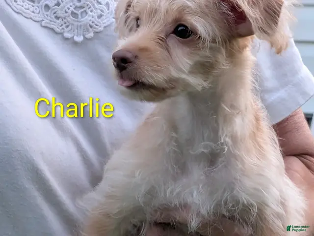 Yorkiepoo dogs for sale: Yorkiepoo 1 - Ad 42