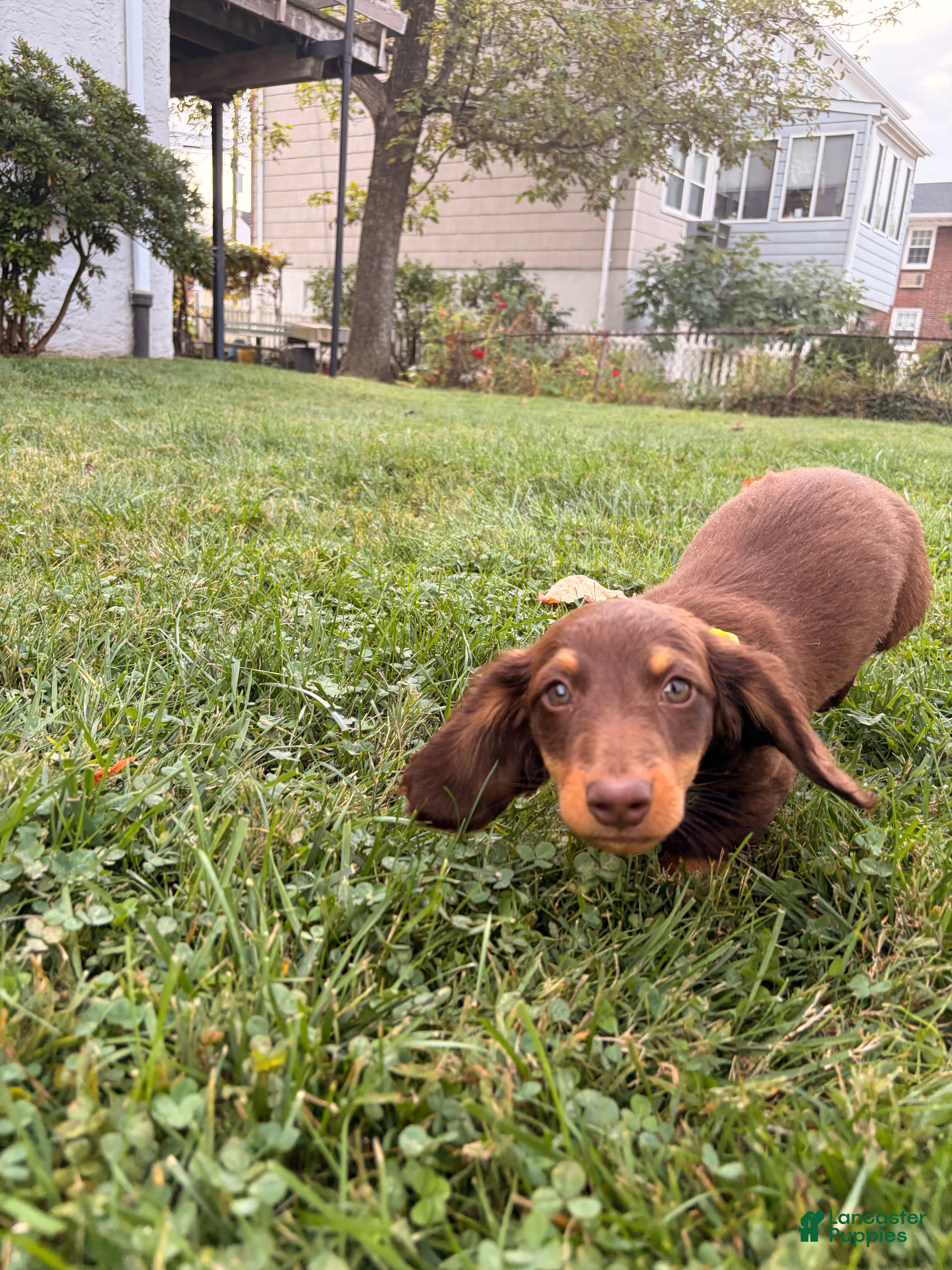 Miniature Dachshund dogs Bento - Ad 21