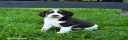 English Springer Spaniel dogs for sale: Buster - Ad 3