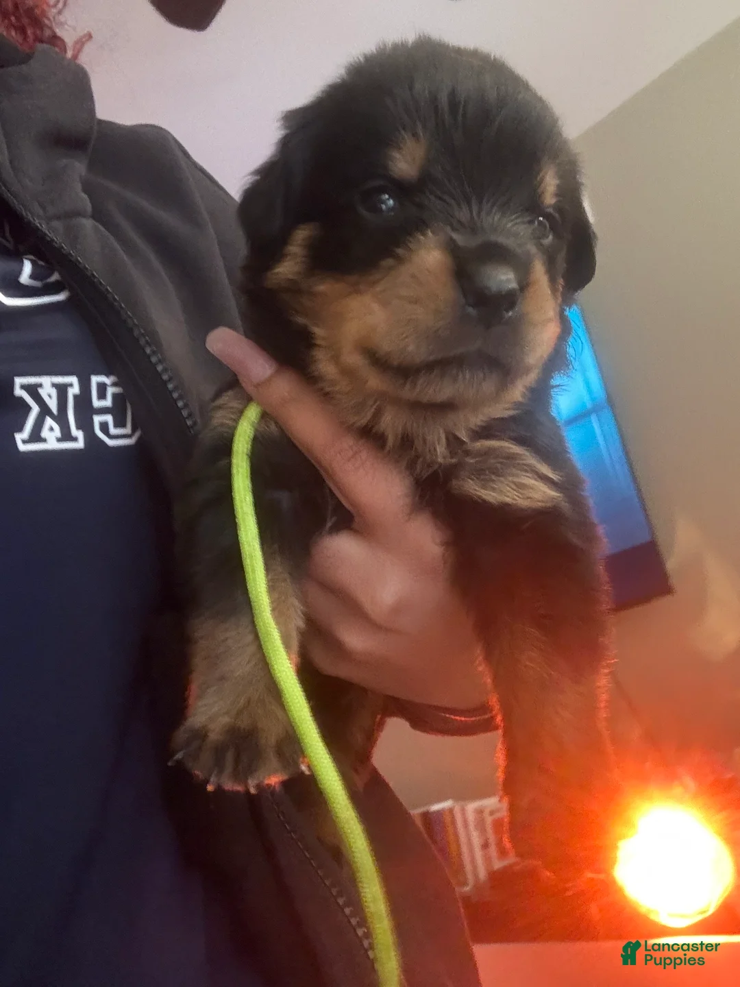 Rottweiler dogs for sale: Green - Ad 2