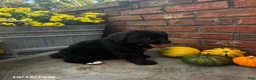 Mini Bernedoodle dogs for sale: Chase - Ad 2