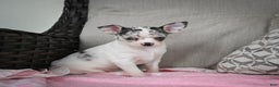 Chihuahua dogs for sale: Bella - Ad 9