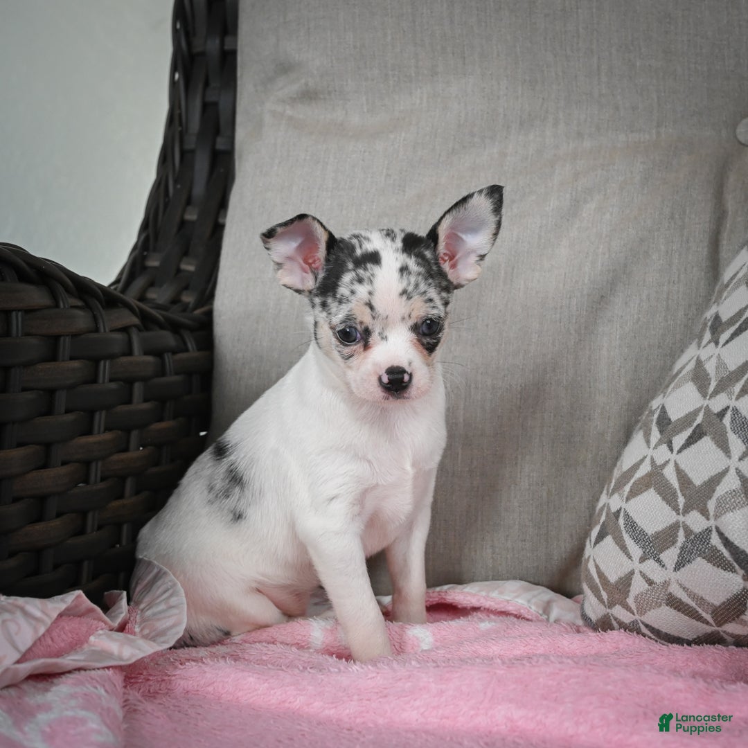 Chihuahua dogs for sale: Bella - Ad 9